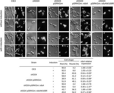 RdsA Is a Global Regulator That Controls Cell Shape and Division in Rhizobium etli